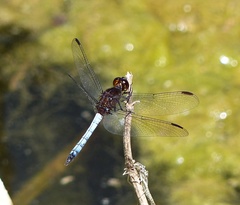 Erythrodiplax connata