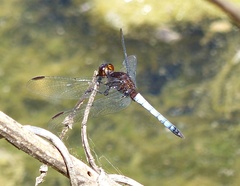 Erythrodiplax connata