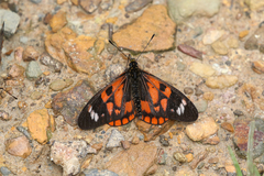 Acraea amicitiae