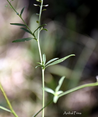 Lepidium boelckeanum