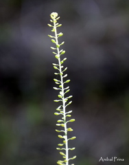 Lepidium boelckeanum