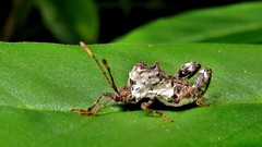 Meropachyinae