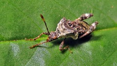Meropachyinae
