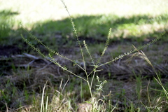 Lepidium boelckeanum