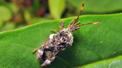Meropachyinae