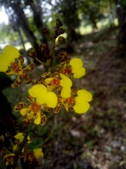Trichocentrum ascendens