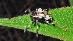 Lesbates axillaris