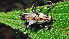 Lesbates axillaris