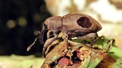 Heilus faldermanni