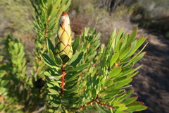 Protea lanceolata