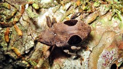 Heilus faldermanni