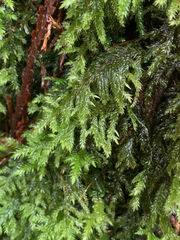 Pseudisothecium cristatum