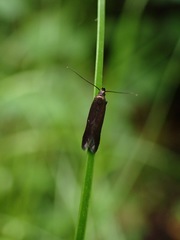 Monochroa tenebrella