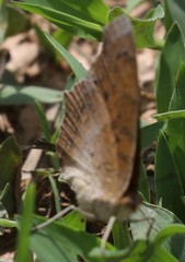 Catacroptera cloanthe