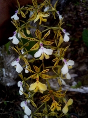 Epidendrum stamfordianum
