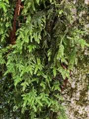 Pseudisothecium cristatum