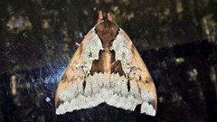 Dirphiopsis multicolor