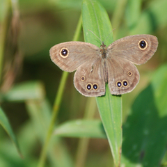 Ypthima huebneri