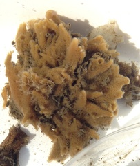 Halichondria bowerbanki