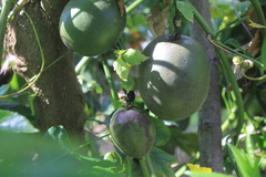 Passiflora edulis edulis