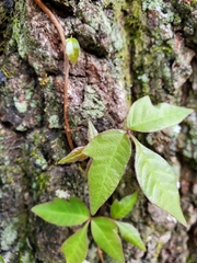 Toxicodendron radicans image