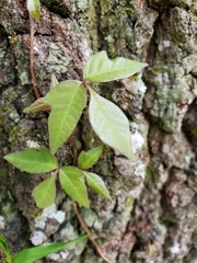 Toxicodendron radicans image