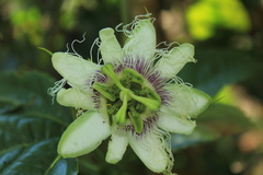 Passiflora edulis edulis