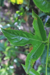 Passiflora edulis edulis