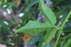 Passiflora edulis edulis