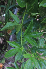 Passiflora edulis edulis