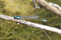 Acanthagrion floridense