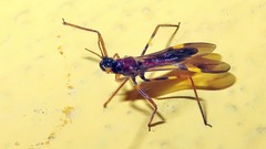 Hiranetis
