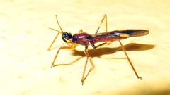 Hiranetis