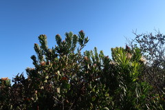 Protea lanceolata