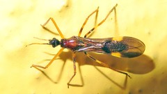 Hiranetis