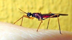 Hiranetis