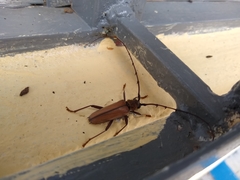 Juiaparus mexicanus