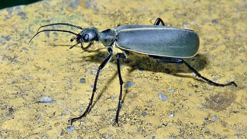 Epicauta suturalis · iNaturalist