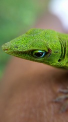 Anolis cyanostictus
