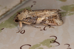 Spodoptera frugiperda