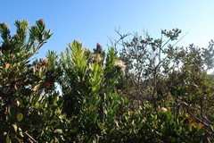 Protea lanceolata