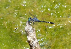 Micrathyria hesperis