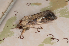 Spodoptera frugiperda