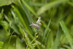 Fumaria judaica judaica
