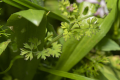 Fumaria judaica judaica