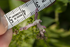 Fumaria judaica judaica