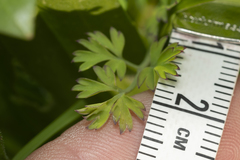 Fumaria judaica judaica