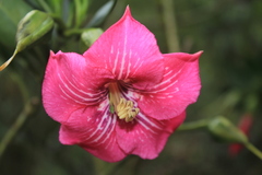 Symbolanthus anomalus