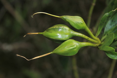 Symbolanthus anomalus