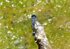 Micrathyria hesperis